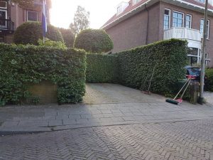 Haag snoeien Hoveniersbedrijf Gooise Meren Hovenier Naarden Bussum Tuinaanleg Tuinonderhoud