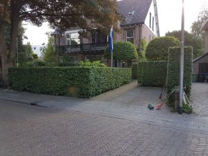 Haag snoeien Hoveniersbedrijf Gooise Meren Hovenier Naarden Bussum Tuinaanleg Tuinonderhoud